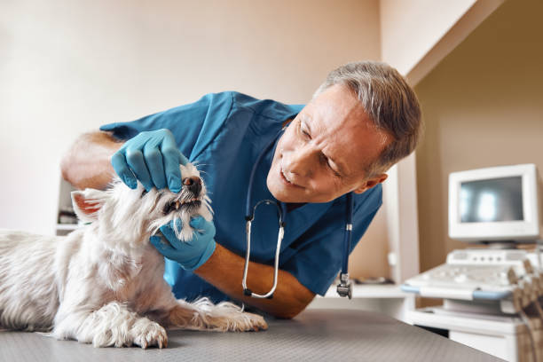 Best Mobile Emergency Dentist in Dandridge, TN